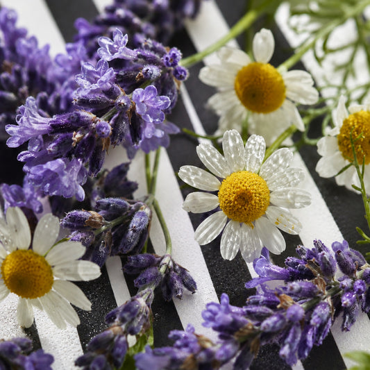 Lavender sprigs and camomile flowers with water droplets