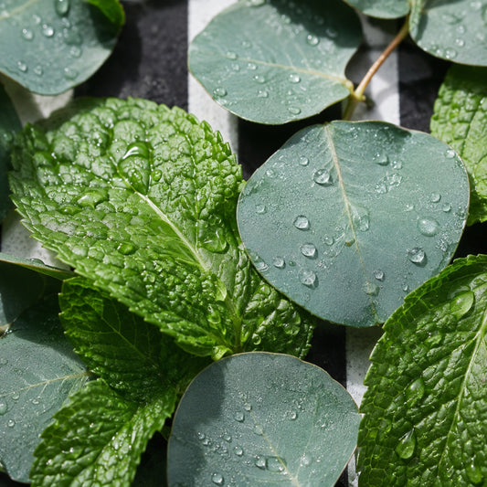 Fresh mint and eucalyptus leaves with water droplets